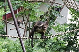 Apenheul_028