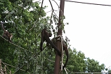 Apenheul_030