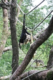 Apenheul_033