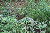 Apenheul_037