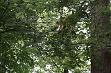 Apenheul_038