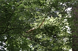 Apenheul_039