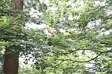 Apenheul_040