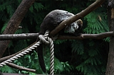 Apenheul_043
