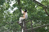 Apenheul_046