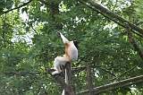 Apenheul_047