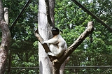 Apenheul_050