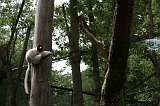Apenheul_052