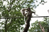 Apenheul_053