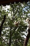 Apenheul_054