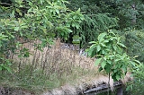 Apenheul_057