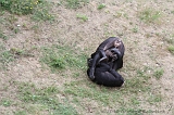 Apenheul_063