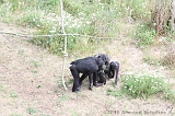 Apenheul_065
