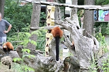Apenheul_068
