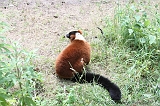 Apenheul_074
