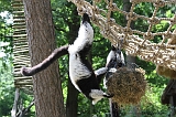 Apenheul_077