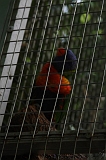 Apenheul_087