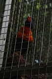 Apenheul_088