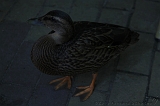 Apenheul_094