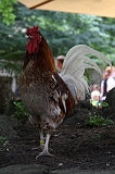 Apenheul_096