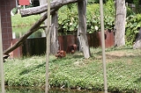 Apenheul_109