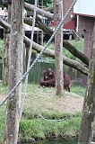 Apenheul_116