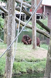 Apenheul_117