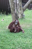 Apenheul_118