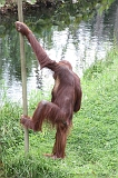 Apenheul_120