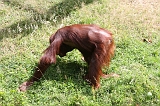 Apenheul_127