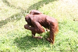 Apenheul_128