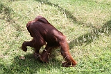Apenheul_129