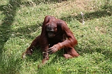 Apenheul_131