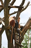 Apenheul_136