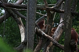 Apenheul_143