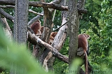 Apenheul_144
