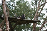 Apenheul_145