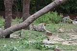 Apenheul_153