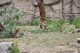 Apenheul_156