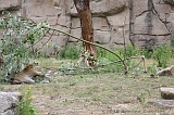 Apenheul_157