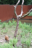 Apenheul_159
