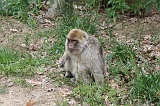 Apenheul_160