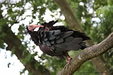 Apenheul_165