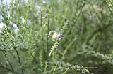 Apenheul_167