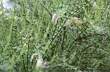 Apenheul_168