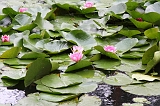 Apenheul_177