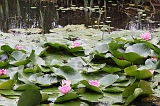 Apenheul_178