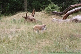 Apenheul_179