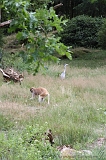 Apenheul_180