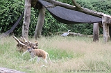 Apenheul_181